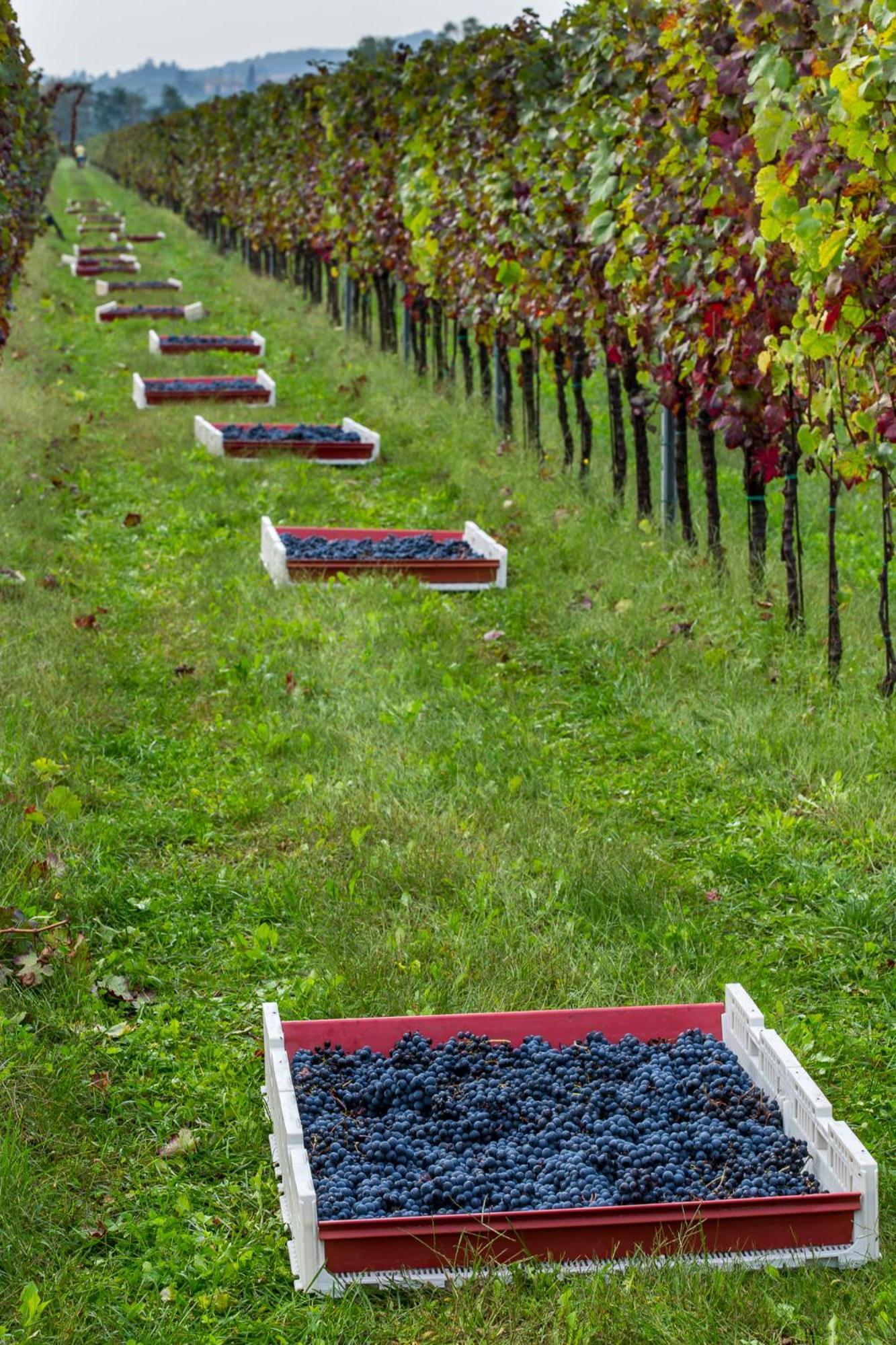 Azienda Agricola Moschioni 시비달레델프리울리 외부 사진